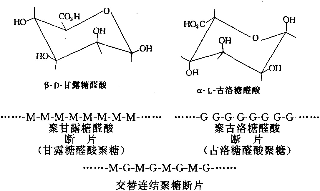 三、主用于提取多聚糖膠類的紅藻與褐藻